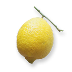 有機・無農薬栽培のレモン